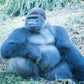 SilverBack